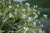 Crambe maritima