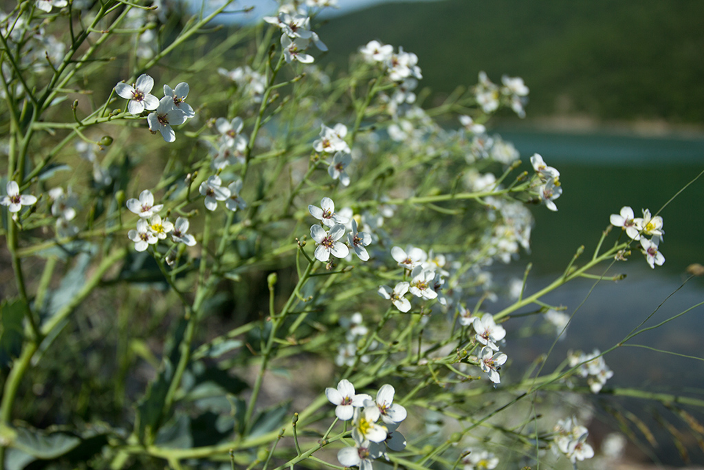 Изображение особи Crambe maritima.