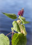 Stachys sylvatica. Верхушка цветущего растения. Ленинградская обл., Кингисеппский р-н, берег оз. Глубокое. 05.07.2014.