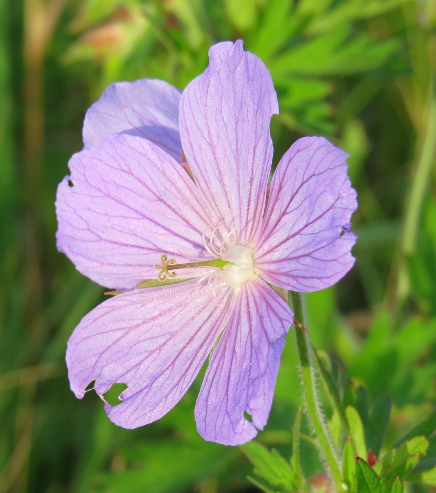 Изображение особи Geranium pratense.