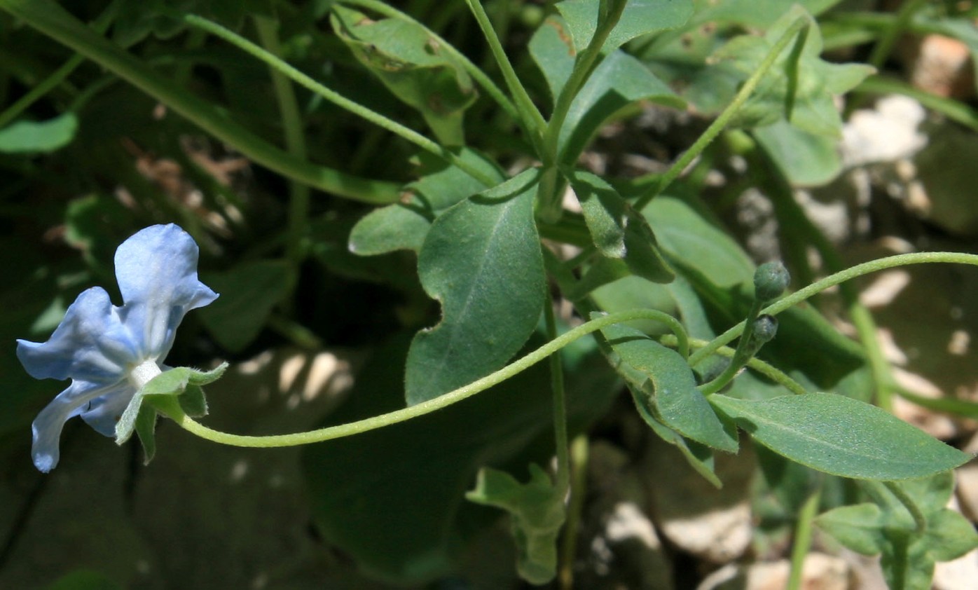 Image of Omphalodes lojkae specimen.