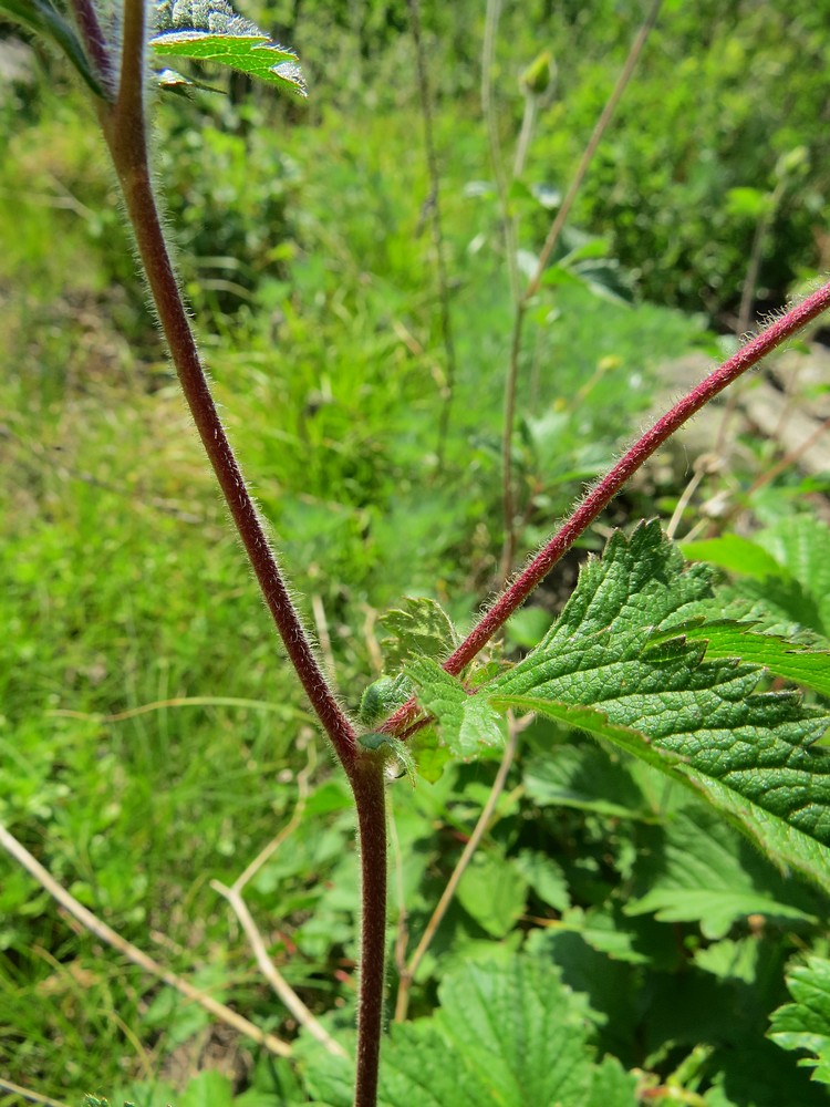 Image of Potentilla rupestris specimen.