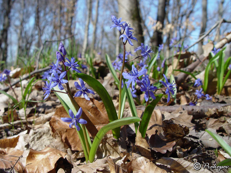 Изображение особи Scilla bifolia.