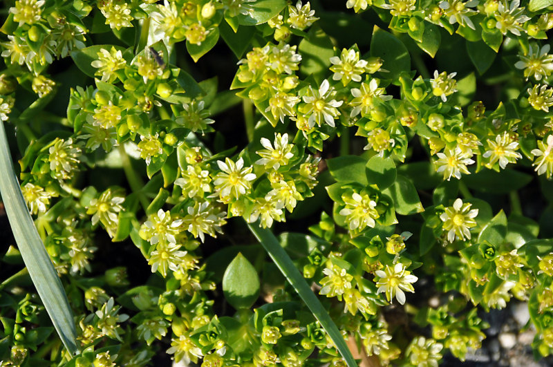 Image of Honckenya peploides ssp. diffusa specimen.