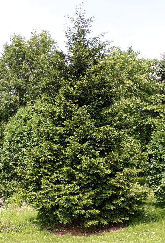 Image of Picea orientalis specimen.