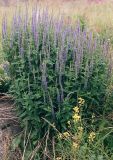 Veronica longifolia. Куртина цветущих растений. Кольский п-ов, Восточный Мурман, пос. Дальние Зеленцы. Август 2002 г.