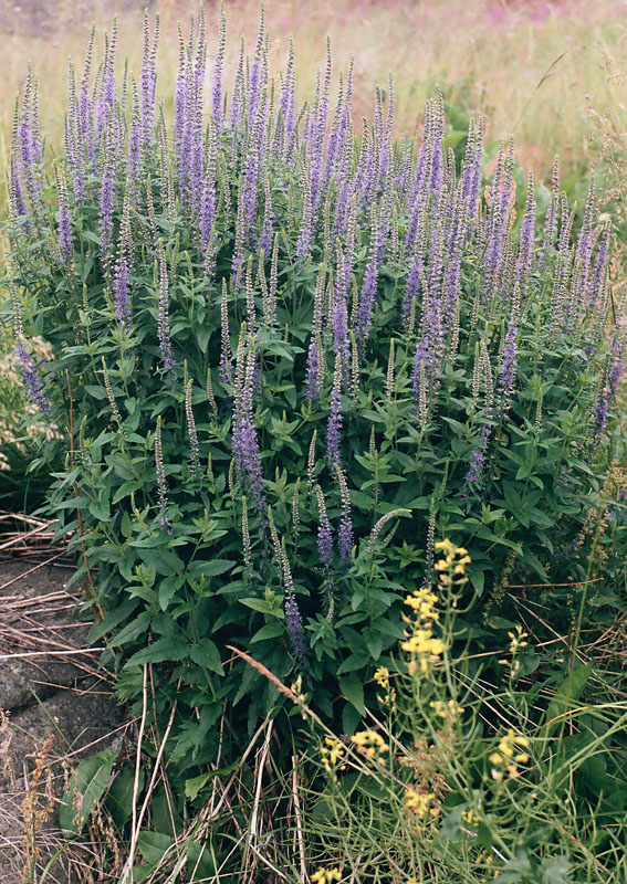 Image of Veronica longifolia specimen.