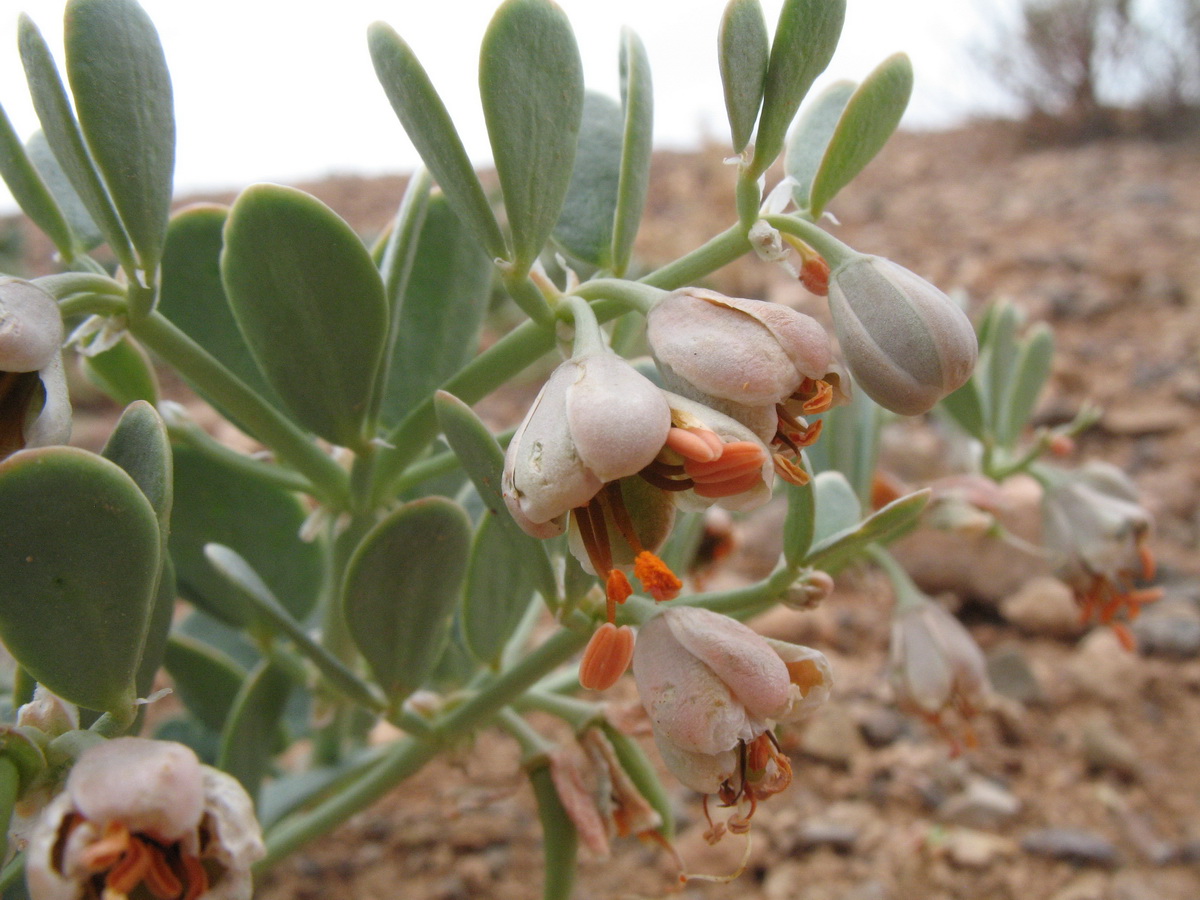 Image of Zygophyllum rosowii specimen.