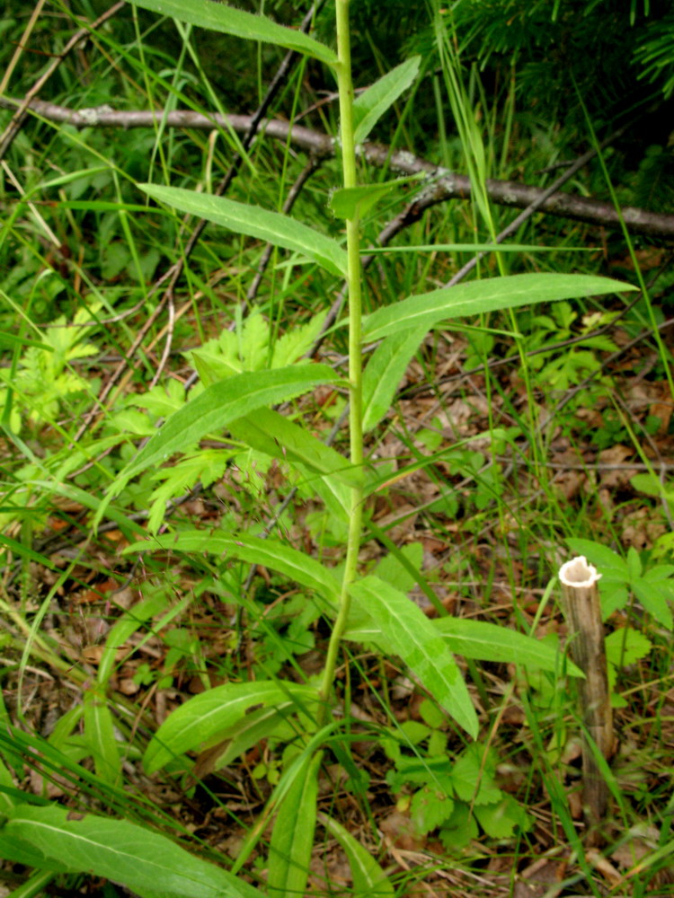 Изображение особи Hieracium veresczaginii.