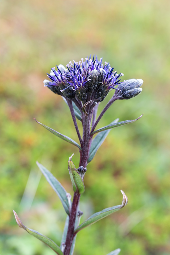 Изображение особи Saussurea alpina.