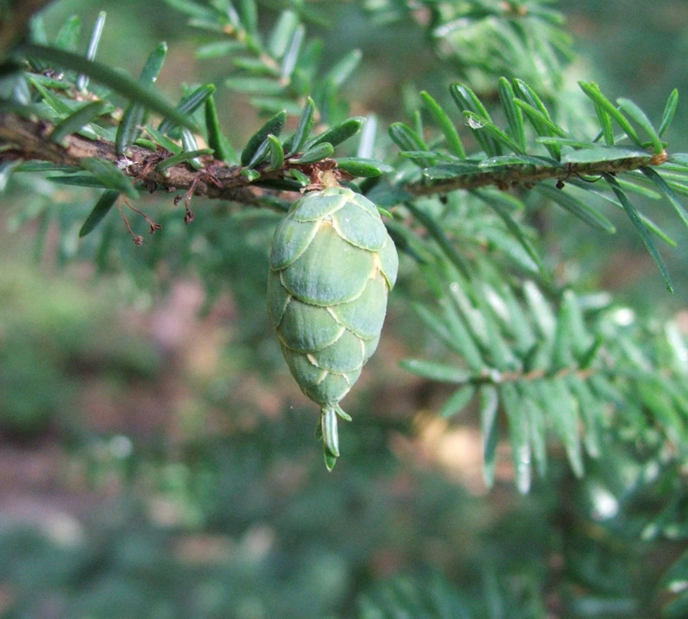 Image of Tsuga canadensis specimen.