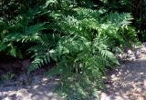 Pteridium pinetorum. Вайи. Московская обл., Шатурский р-н, окр. пос. Туголесский Бор. 09.07.2012.