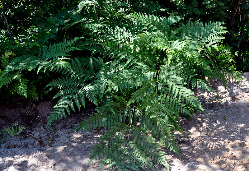 Image of Pteridium pinetorum specimen.