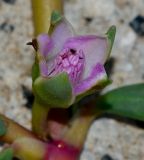 Sesuvium portulacastrum