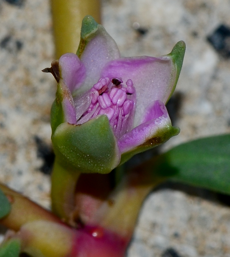 Image of Sesuvium portulacastrum specimen.