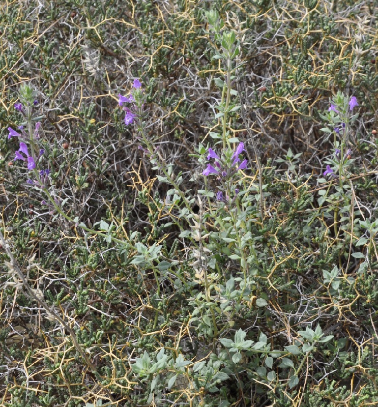 Изображение особи Ziziphora majoranifolia.