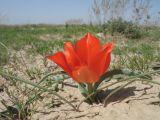 Tulipa borszczowii