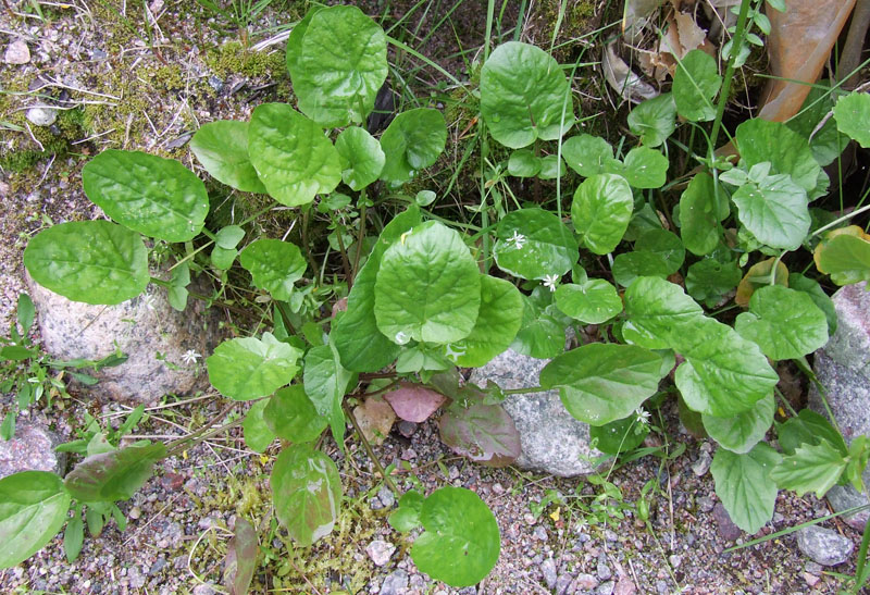 Image of genus Barbarea specimen.