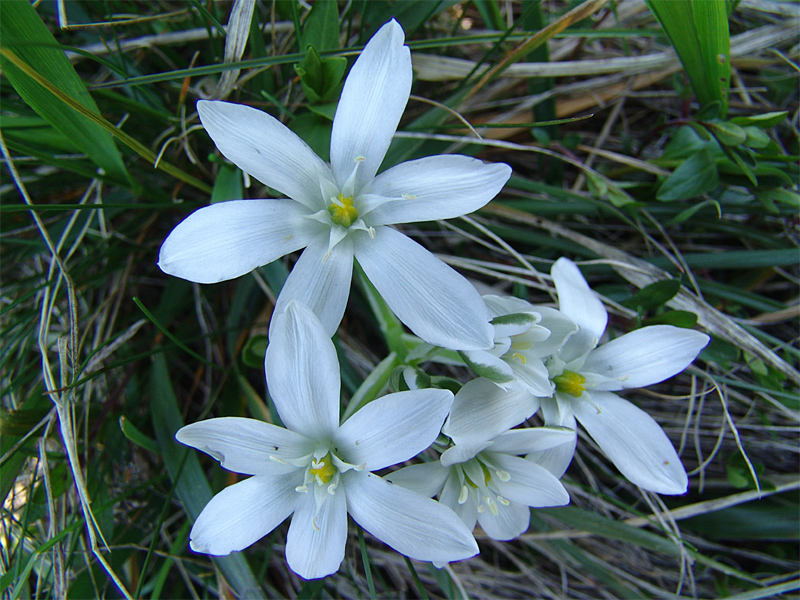 Image of Ornithogalum navaschinii specimen.