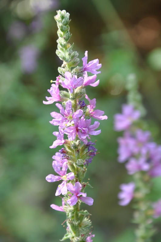 Image of Lythrum tomentosum specimen.