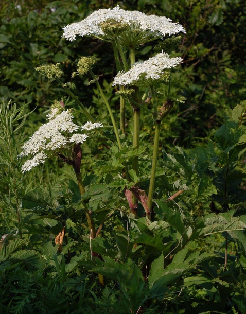 Image of Heracleum dissectum specimen.