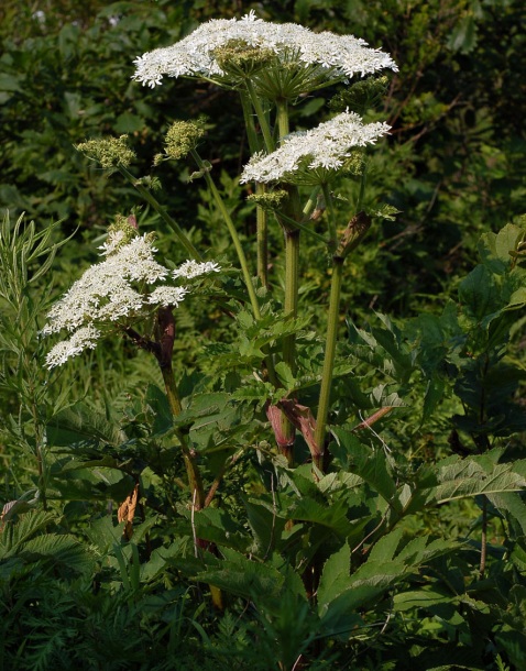 Изображение особи Heracleum dissectum.