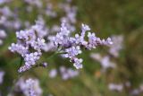 Limonium tomentellum