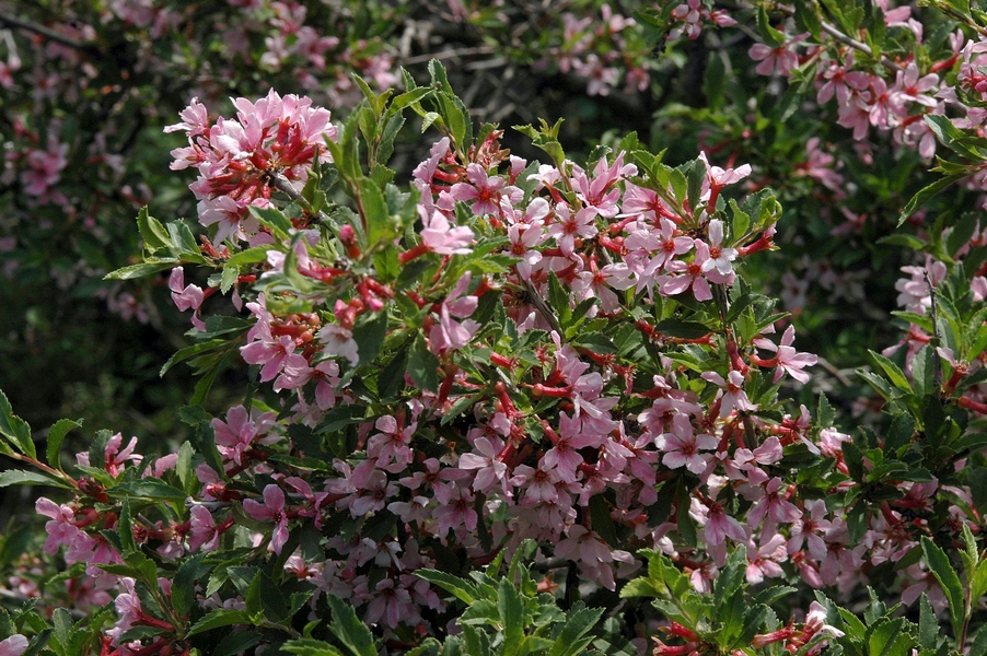Изображение особи Cerasus tianshanica.