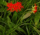 Lychnis wilfordii