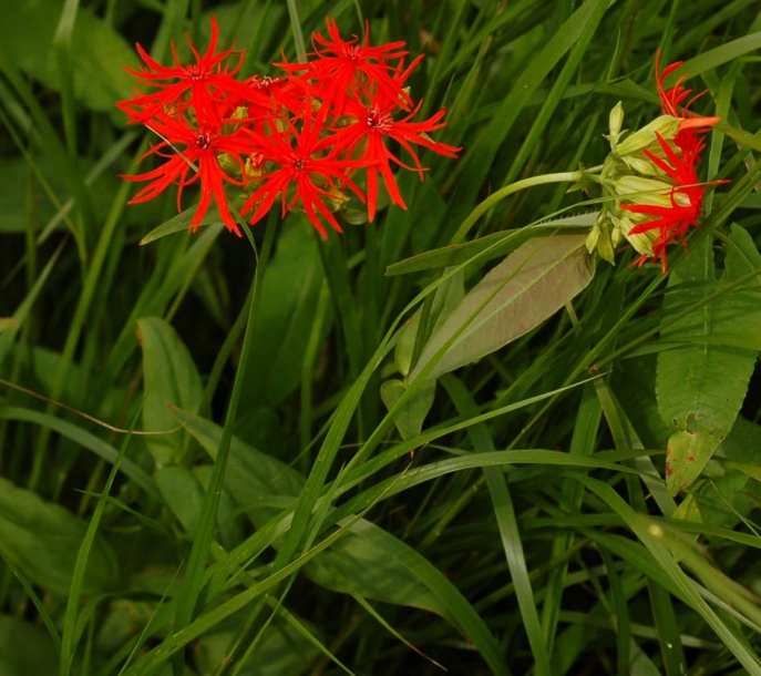 Image of Lychnis wilfordii specimen.