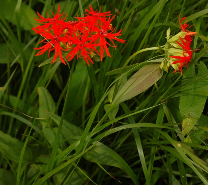 Изображение особи Lychnis wilfordii.