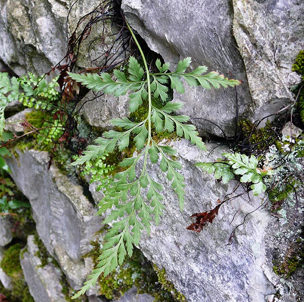 Изображение особи Asplenium adiantum-nigrum.