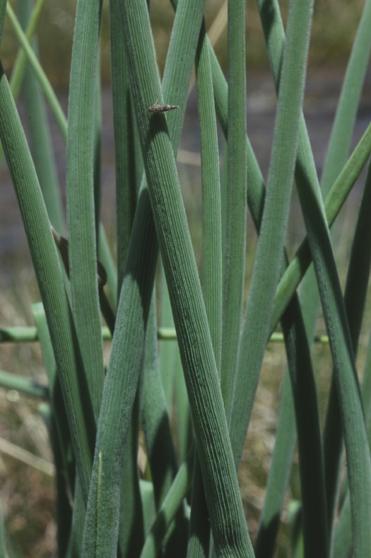 Image of Allium karelinii specimen.