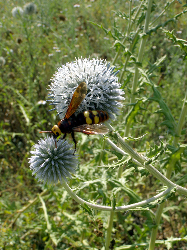 Изображение особи Echinops sphaerocephalus.