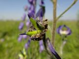 Aconitum baicalense. Завязавшийся плод-листовка. Иркутская обл., Иркутский р-н, окр. дер. Позднякова, заболоченный луг с редкими кустарниками. 07.08.2015.