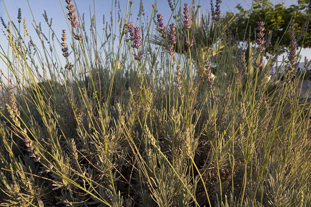 Изображение особи Lavandula angustifolia.