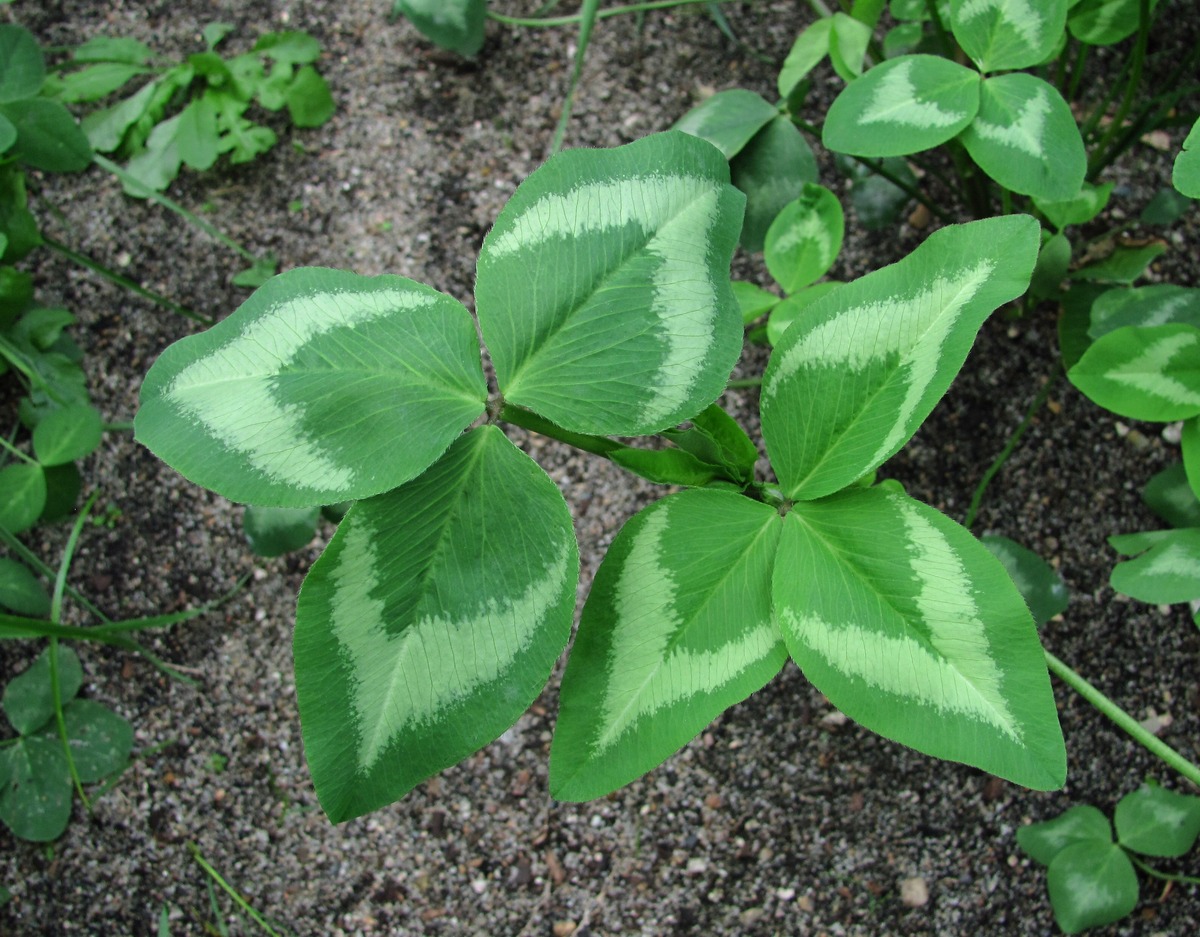 Изображение особи Trifolium pratense.