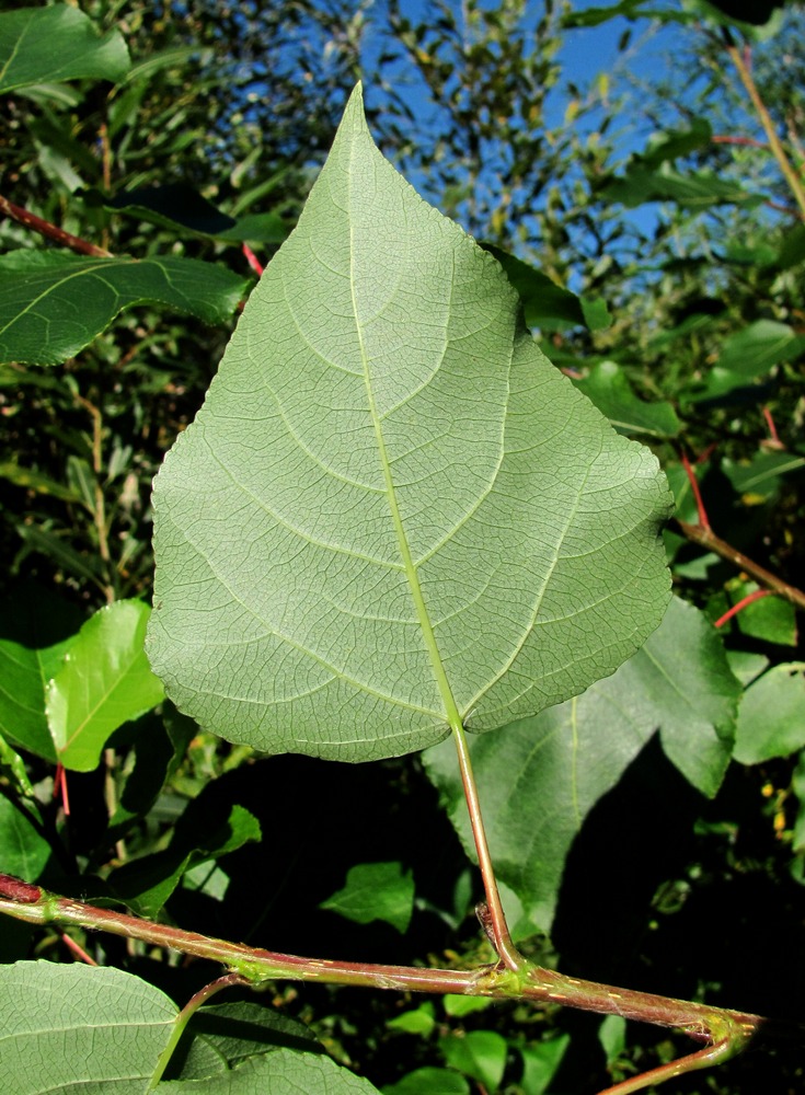 Image of Populus laurifolia specimen.