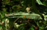 Rhinanthus serotinus