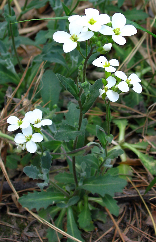Image of Arabis caucasica specimen.