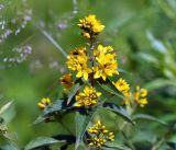 Lysimachia vulgaris