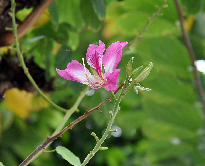 Image of Bauhinia variegata specimen.