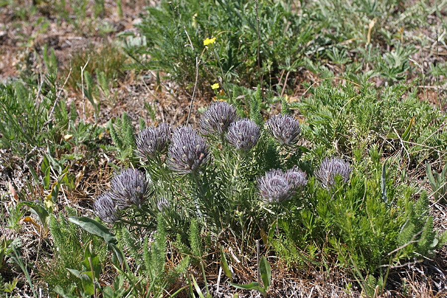 Image of Bungea vesiculifera specimen.