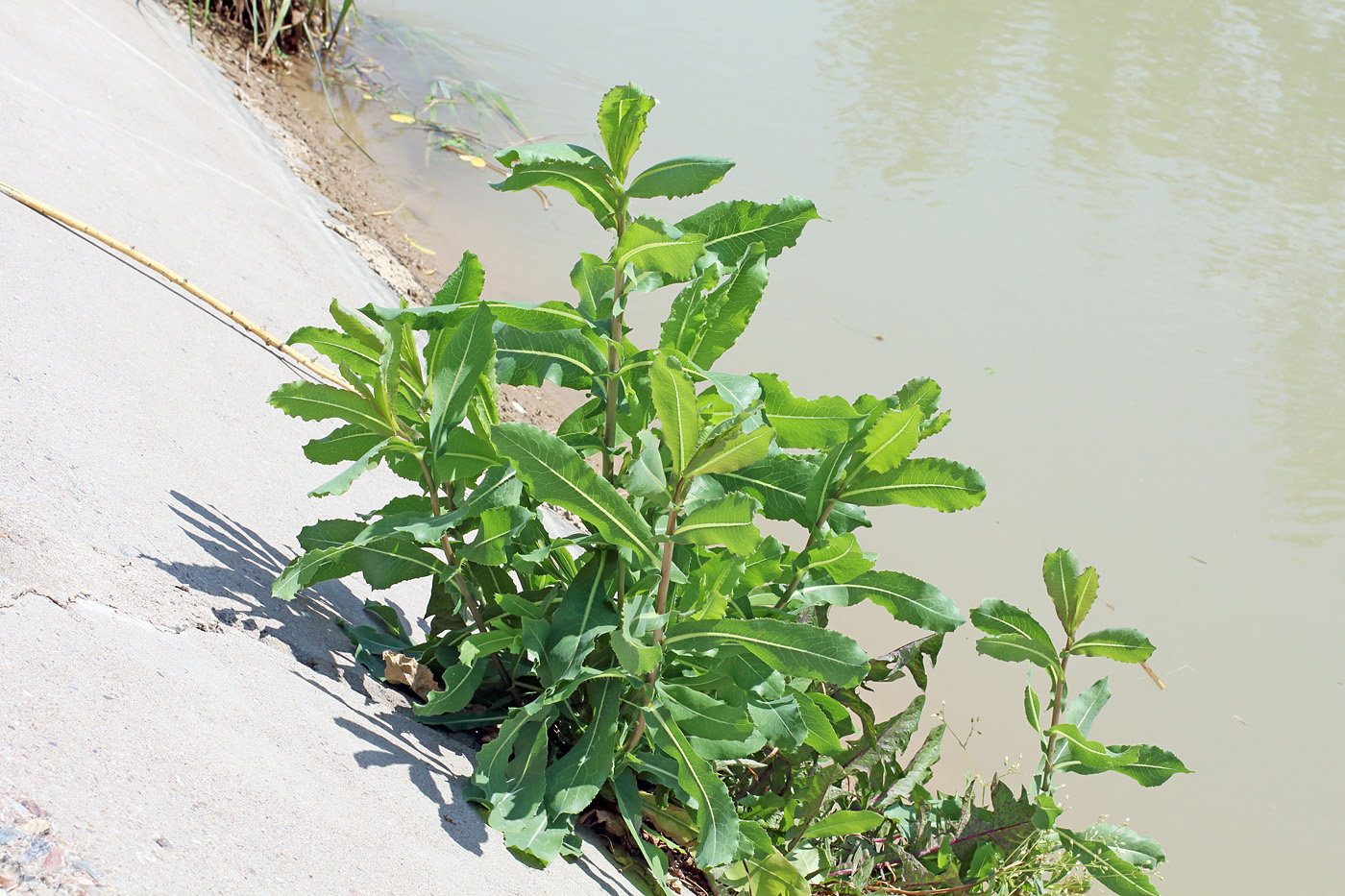 Изображение особи Lactuca serriola.