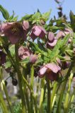 Helleborus purpurascens