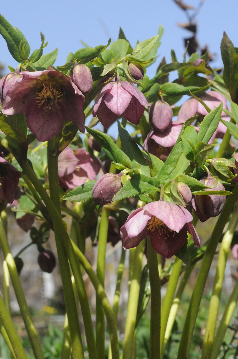 Image of Helleborus purpurascens specimen.