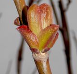 Ailanthus altissima