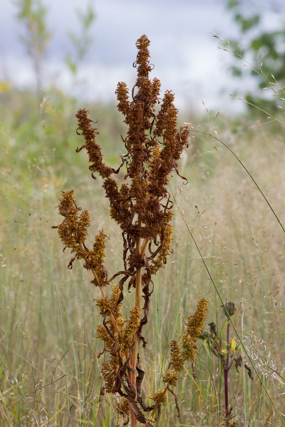 Изображение особи Rumex rossicus.