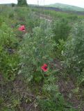 Papaver hybridum