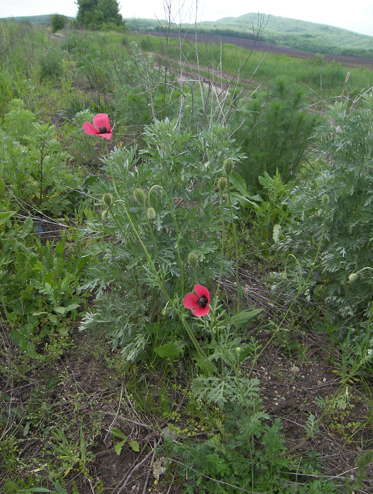 Изображение особи Papaver hybridum.